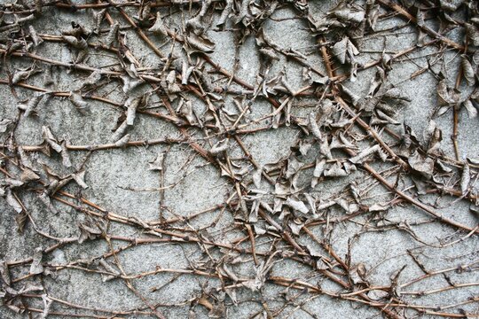 Dry creeper vine branches with roots clinging to old concrete wall background