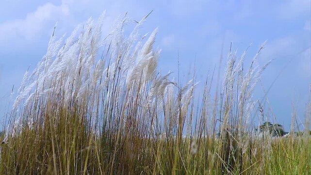 Beautiful white kash or white grass flowers green leaves Landscapes swing by wind in field and meadow 4K video