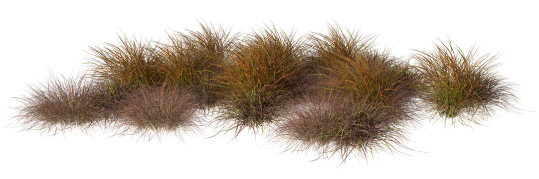 Dried wilderness savanna grass bushes isolate backgrounds 3d rendering png