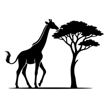 African Giraffe Standing by Acacia Tree Vector Silhouette
