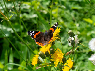 Red admiral butterfly or Vanessa atalanta feeding on yellow dandelion flowers in a lush green meadow, captured in natural summer light. Close-up wildlife and nature photography © Gunars