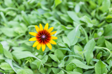 A single rudbeckia flower with yellow petals and dark central disk grows amidst dense green leafy weeds in an outdoor setting. © tai
