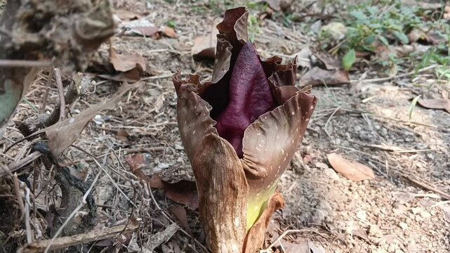 Wild Suweg Plant (Amorphophallus paeoniifolius) Growing Naturally