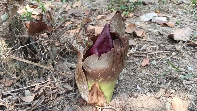 Wild Suweg Plant (Amorphophallus paeoniifolius) Growing Naturally