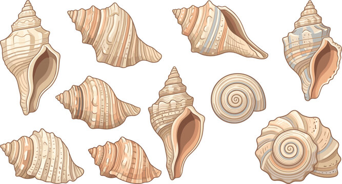 Seashell collection coastal marine editable vector illustration set featuring conch shells, spiral shells, beach treasures, ocean textures, and natural seaside elements