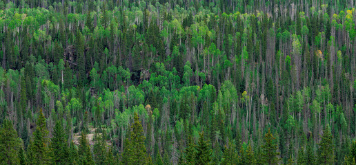 Obraz premium Panoramic dense mixed mountain forest texture with evergreen pines and vibrant green aspens in Colorado, USA