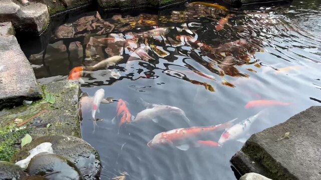 Colorful koi fish swimming in a outdoor stone pond