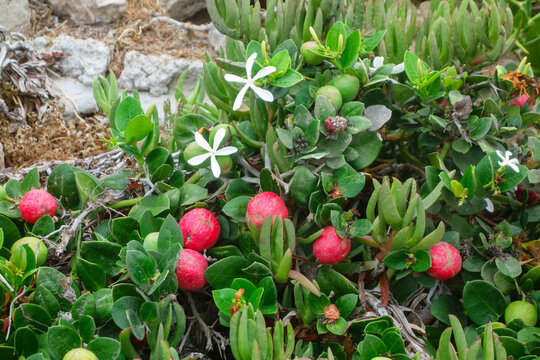 Close-up view of a green natal plum bush showing star-shaped white blossoms and ripe red fruit growing outdoors