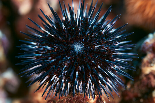 Sea Urchin, Fascinating Marine Animal and Underwater Sea Life