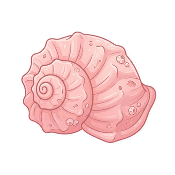 a pastel pink seashell