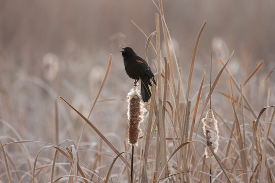 A male Red-wing Blackbird sings while perched on top of a cattail stalk with its breath forming wispy clouds drifting up from its beak on a winter morning in Boise Idaho USA.