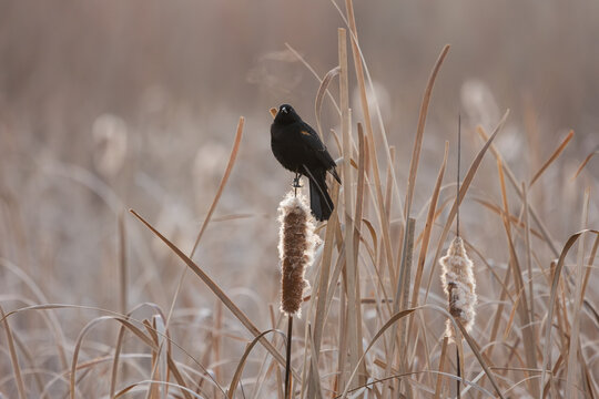 A Red-Winged Blackbird looks towards the camera while the clouds from the breath of its song drift in the cold morning air above its head in a marsh in Boise Idaho USA.