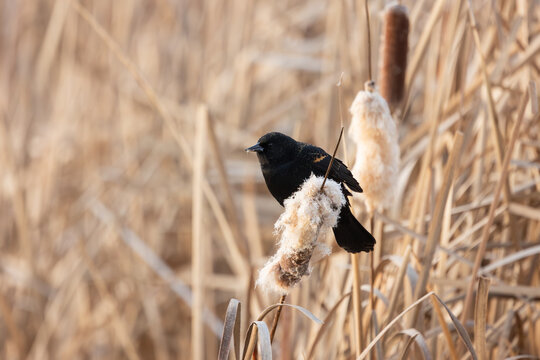 A male Redwing Blackbird perches on a fluffy cattail head in the soft light of an early winter morning at Hyatt Hidden Lakes Reserve in Boise Idaho USA. 
