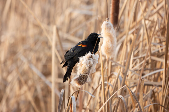 A male Red-wing Blackbird sings while perched on a fluffy cattail head in a marsh in Boise Idaho USA on a winter morning. 