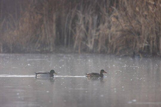 A pair of Mallard Ducks swim quietly on the still water of a pond at the Hyatt Hidden Lakes Reserve Boise ID USA in soft early morning light with winter brown rushes growing on the bank behind them.