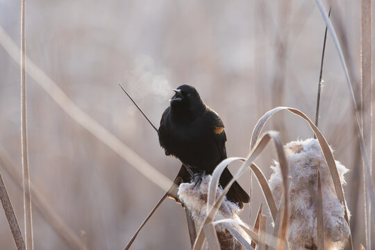 A male Red-wing Blackbird sings on a cold winter morning at the Hyatt Hidden Lakes Reserve in Boise Idaho USA while its breath forms a cloud of vapor that swirls in the air in front of it. 