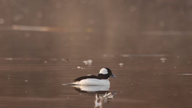 A male Bufflehead Duck swims quietly on the still water at one of the ponds at the Hyatt Hidden Lakes Reserve in Boise Idaho on a still winter morning. 