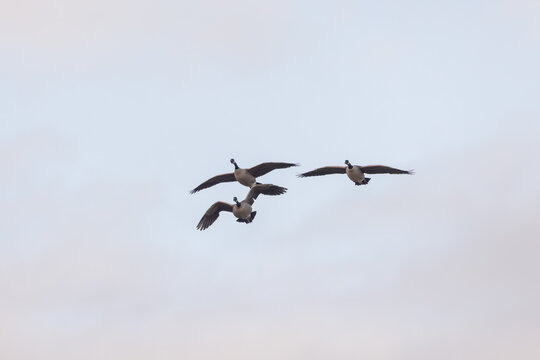 A trio of Canada Geese fly through the early morning sky on a winter day at the Hyatt Hidden Lakes Reserve in Boise Idaho USA. 