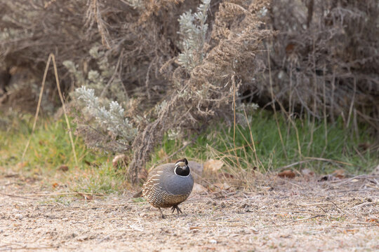 A male California Quail scratches at the frost covered leaves on the ground while sagebrush grows in a wall behind it on a winter morning at the Hyatt Hidden Lakes Reserve in Boise Idaho USA.