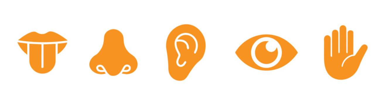 Five senses icons representing taste smell hearing sight touch in a row on white background vector illustration