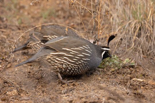 A pair of California Quail forage for bugs and seeds and new green leaves in the early morning light of a cold February morning in Boise Idaho USA. 