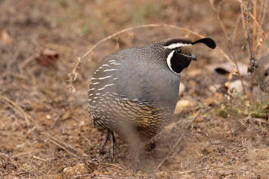 A male California Quail with his feathers puffed up on a cold winter morning scratches in the leaf litter while hunting for insects and seeds in a nature preserve in Boise Idaho USA. 