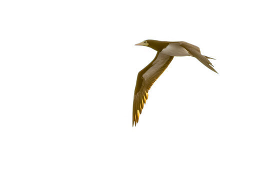 Indo-Pacific Brown Booby, Sula leucogaster plotus