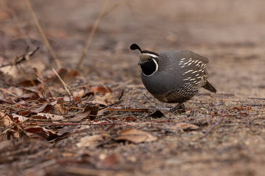 Eye level view of a California Quail foraging among fallen leaves left over from autumn in the soft light of a cold winter morning at a nature reserve in Boise Idaho USA.