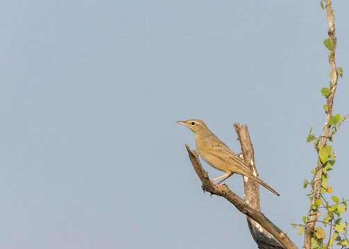 Long-billed Pipit, Anthus similis