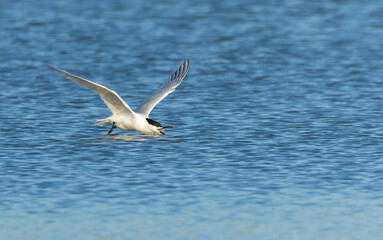 Fototapeta premium Sandwich Tern, Thalasseus sandvicensis