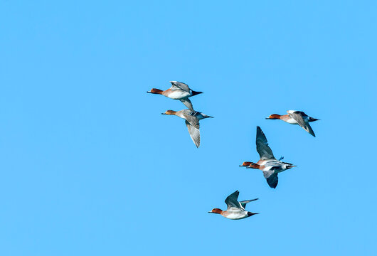 Eurasian Wigeon, Anas penelope