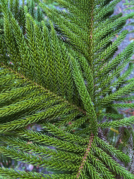 pine leaves branch closeup in outdoor garden