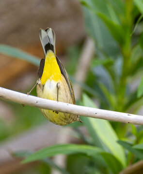 Palm Warbler, Setophaga palmarum