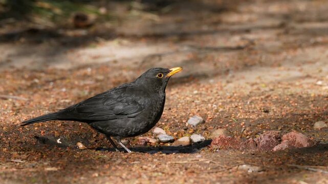 Male common blackbird foraging on the damp dirt ground with another thrush bird blurred in the sunny natural outdoor background.