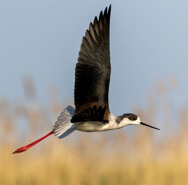 Black-winged Stilt, Himantopus himantopus