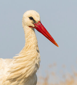 White Stork, Ciconia ciconia