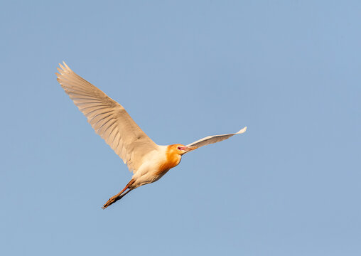 Eastern Cattle Egret, Bubulcus coromandus