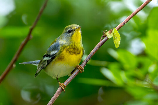 Northern Parula, Setophaga americana
