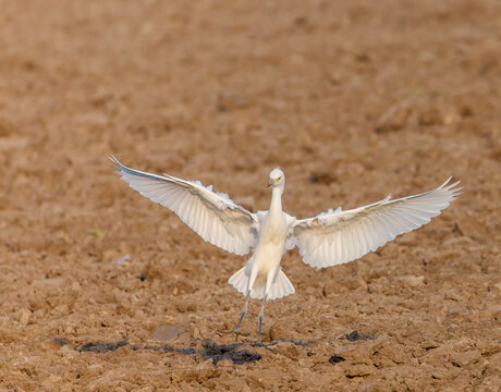 Eastern Cattle Egret ,Bubulcus coromandus
