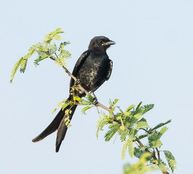 Black Drongo, Dicrurus macrocercus