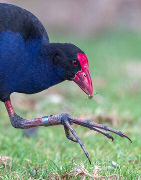 Australasian Swamphen, Porphyrio melanotus