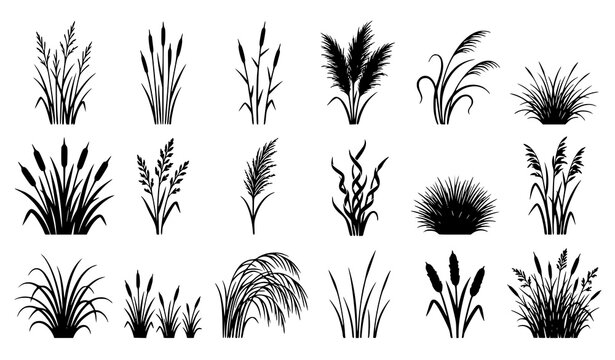 Wild Grass Reeds Cattail Black Silhouette Hand Drawn Botanical Vector Set