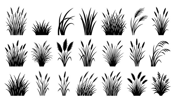 Vector Grass Silhouette Set Isolated Black Botanical Plant Collection