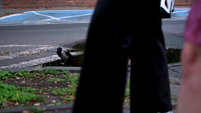 A hooded crow is eating leftovers in a puddle of water on a Warsaw street. People passing by the bird at the street.