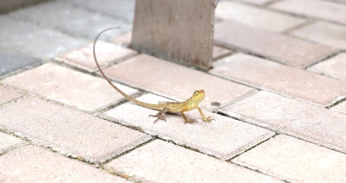Oriental garden lizard standing on brick pavement, Calotes versicolor alert behavior in urban environment, tropical reptile outdoor daylight, nature documentary style.