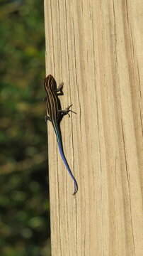 lizard on wood