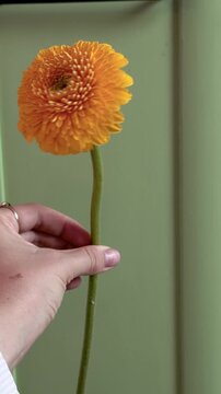 Hand slowly rotating orange flower against green cabinet background, minimal floral footage.