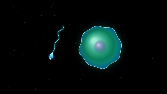A single sperm cell swimming towards a large egg cell in a dark space environment, representing fertilization and biological reproduction
