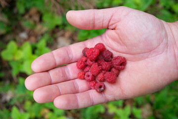 Man’s Hand Holding Freshly Picked Ripe Wild Raspberries in a Summer Forest. © Katerina