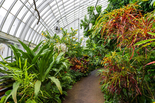 Winding pathway through a vibrant tropical greenhouse interior